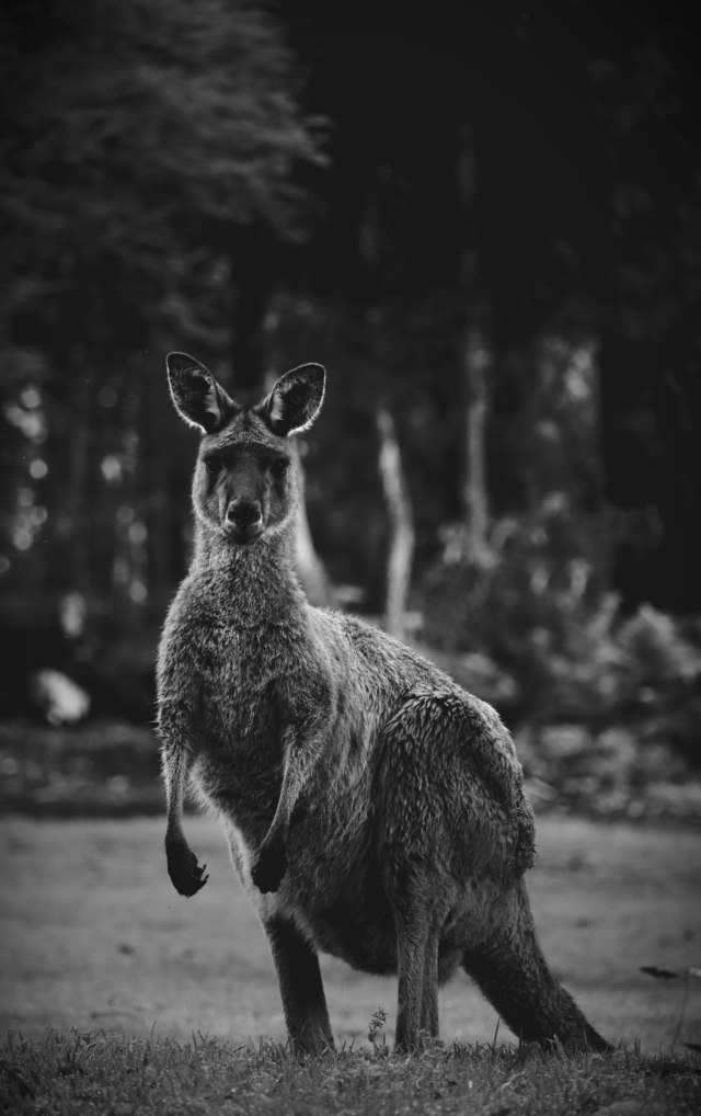 The indian roo